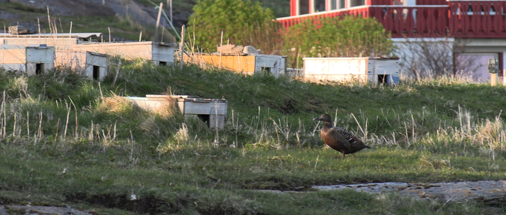3._Stills_Ahoo_Eider_choosing_house_Eva_Bakkeslett 1